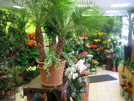 2. Les Jardins Suspendus